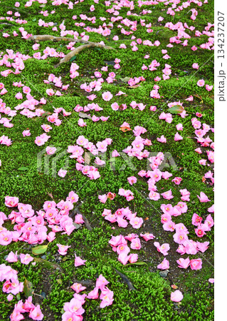 京都　霊鑑寺　春の特別拝観　美しい落椿（落ち椿）（京都府京都市左京区） 134237207