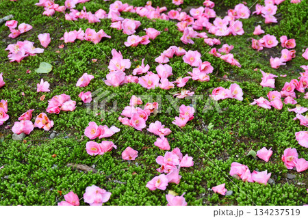 京都　霊鑑寺　春の特別拝観　美しい落椿（落ち椿）（京都府京都市左京区） 134237519
