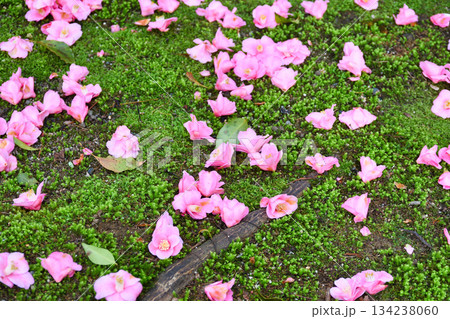 京都　霊鑑寺　春の特別拝観　美しい落椿（落ち椿）（京都府京都市左京区） 134238060