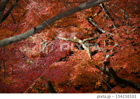 Bright red maple leaves glow vividly under the soft seasonal sunlight 134238101