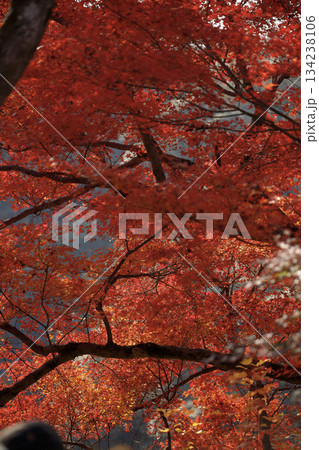 Bright red maple leaves blanket the ground with rich, warm colors of autumn Bright red maple leaves blanket the ground with rich, warm colors of autumn 134238106