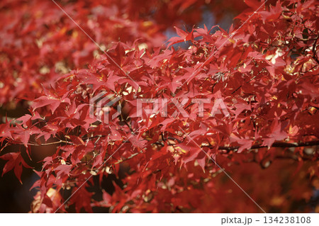 Trees transform into a stunning display of bright red maple leaves during the fall season 134238108