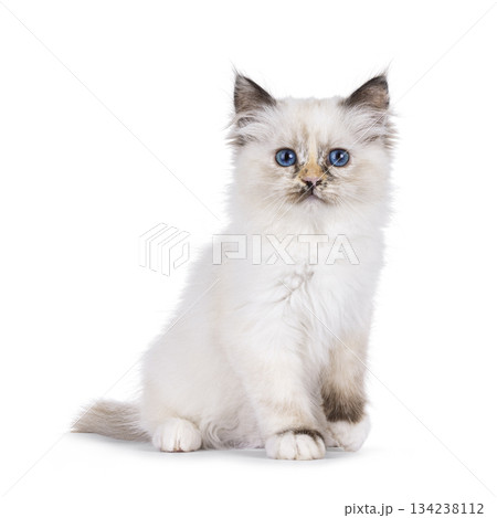 Sacred Birman cat on white background Sacred Birman cat on white background 134238112