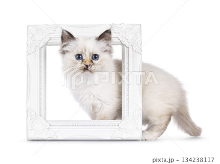 Sacred Birman cat on white background 134238117