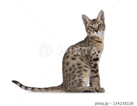 Brown cat on white background Brown cat on white background 134238126