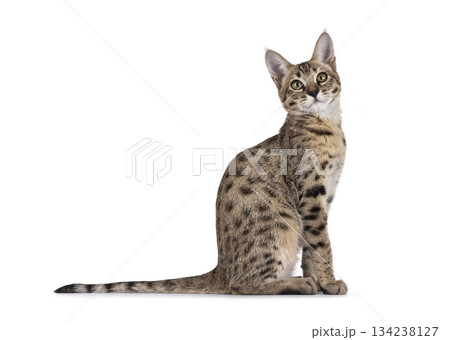 Brown cat on white background 134238127