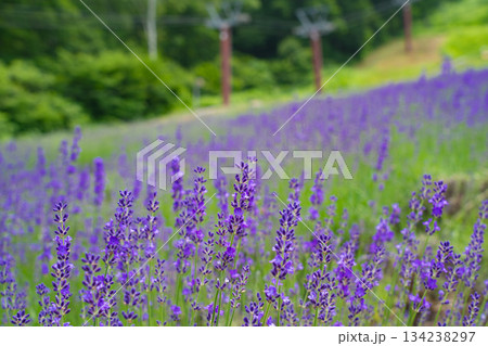 野尻湖テラス　ラベンダー園 134238297