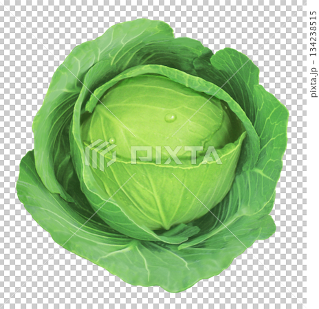 捲心菜的插圖 134238515