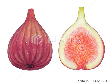 イチジクのイラスト 134238516