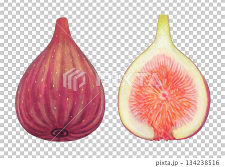 イチジクのイラスト 134238516