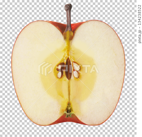 Illustration of a cross section of an apple Illustration of a cross section of an apple 134238522