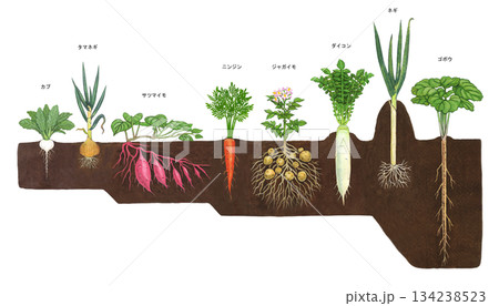 畑に植わっている様々な根菜類のイラスト	 134238523