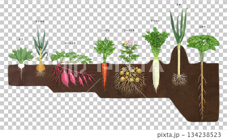 畑に植わっている様々な根菜類のイラスト	 134238523