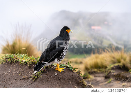 Carunculated Caracara or Curiquingue stands on grassy hill at Teleferico Cruz Loma in Quito, Ecuador. Andean bird of prey poses near Ruku Pichincha volcano on foggy day 134238764