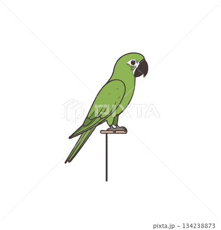 Green parrot perched gracefully on a stand adding charm to a minimalist backdrop creating visual 134238873