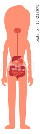 A woman s internal organs are shown in red 134238979