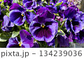 鮮やかな青紫のパンジー・春の花壇を彩る美しい花の接写 134239036