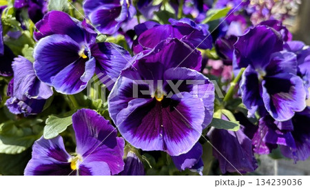 鮮やかな青紫のパンジー・春の花壇を彩る美しい花の接写 鮮やかな青紫のパンジー・春の花壇を彩る美しい花の接写 134239036