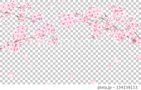 水彩の桜フレームイラスト　花びら舞う春の背景素材 134239113