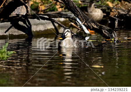 カルガモ 134239221