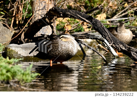 カルガモ 134239222