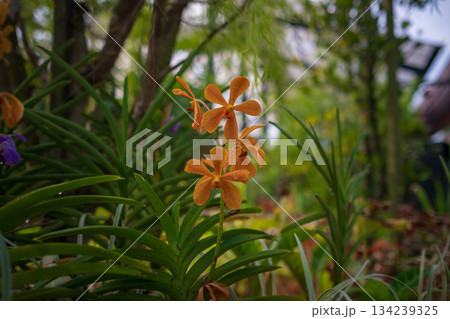 Stunning orchids in full bloom take center stage at the Kuala Lumpur Botanical Garden, showcasing vibrant colors, intricate details, and natural elegance in a lush tropical setting. 134239325