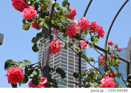 ピンクのバラと高層建築が織りなす、都市の中の彩り 134239390