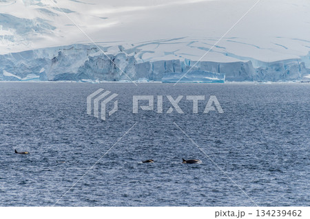 Killer whales in the Antarctic Killer whales in the Antarctic 134239462