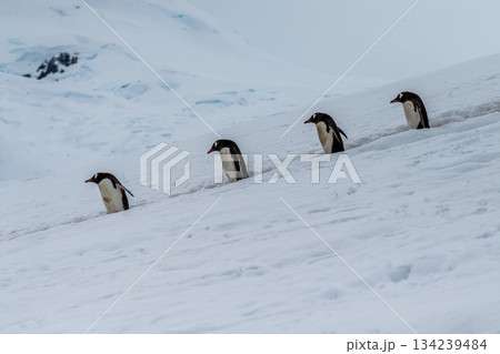 Gentoo colony at Danco Island 134239484