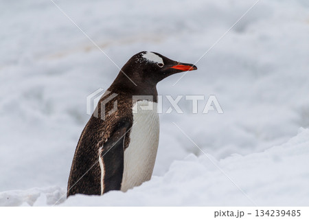 Gentoo colony at Danco Island Gentoo colony at Danco Island 134239485