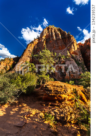 Red sandstone formations and green trees along Canyon Overlook Trail in Zion National Park. Rugged cliffs rise under a deep blue sky with white clouds 134239537