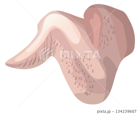 A cartoon drawing of a chicken wing with a lot of hair on it A cartoon drawing of a chicken wing with a lot of hair on it 134239687
