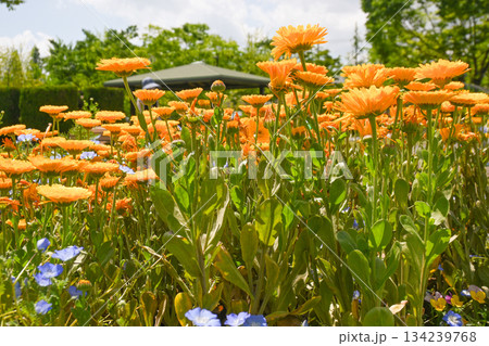 公園の花壇 134239768