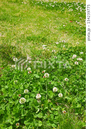 公園の花壇 公園の花壇 134239775
