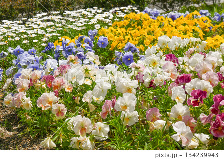 公園の花壇 公園の花壇 134239943