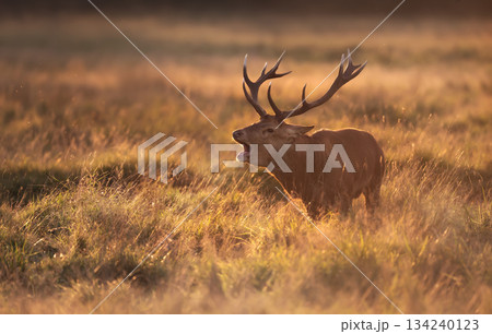 Red deer stag with large antlers bellowing in a meadow during autumn rut at golden sunrise 134240123