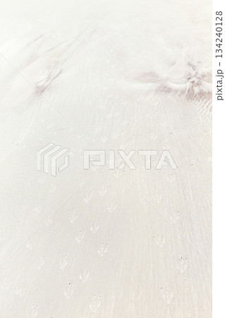 Penguin footprints and tracks in white beach sand in Falkland Islands Penguin footprints and tracks in white beach sand in Falkland Islands 134240128