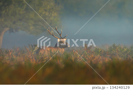 Red deer stag standing in a misty fern field at sunrise in autumn 134240129