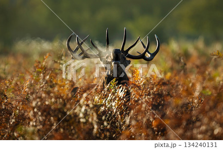 Portrait of a Red deer stag roaring during autumn rut 134240131