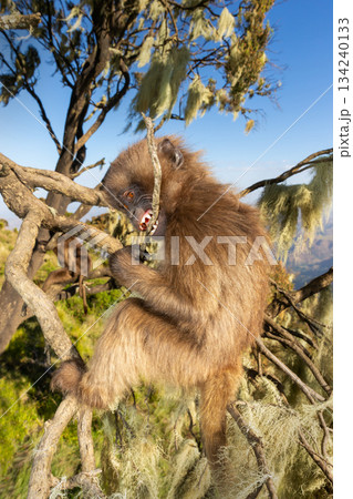 Young Gelada monkey sitting in tree and chewing a small branch in Simien mountains, Ethiopia 134240133