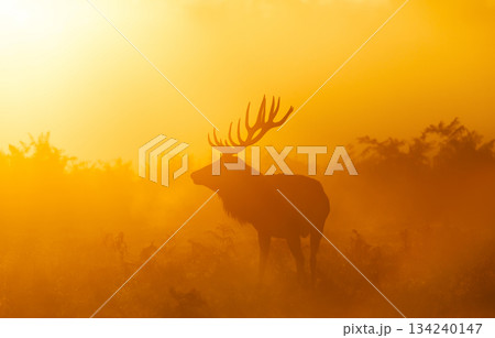 Silhouette of Red deer stag standing in a meadow against dramatic, golden, misty sunrise in autumn 134240147