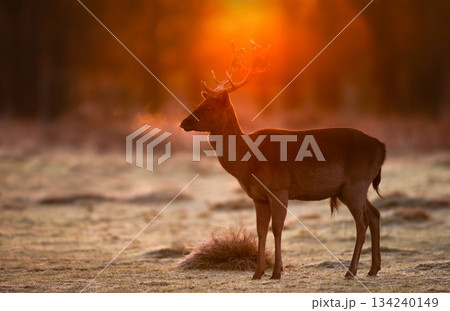 Fallow deer buck standing in a meadow at golden misty sunrise on frosty autumn morning 134240149