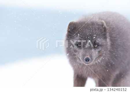 Portrait of a blue morph Arctic fox in a snowy white winter landscape Portrait of a blue morph Arctic fox in a snowy white winter landscape 134240152