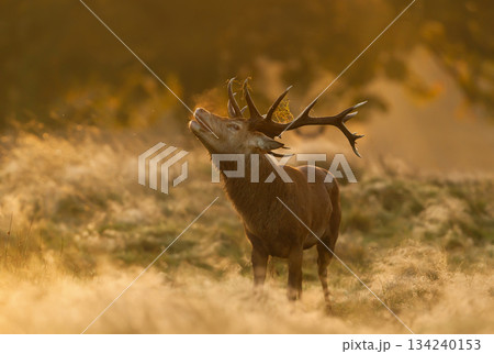 Red deer stag with large antlers bellowing in a meadow during autumn rut at golden sunrise 134240153