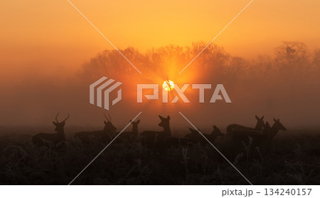 Group of Red deer standing in frosty field at golden winter sunrise 134240157
