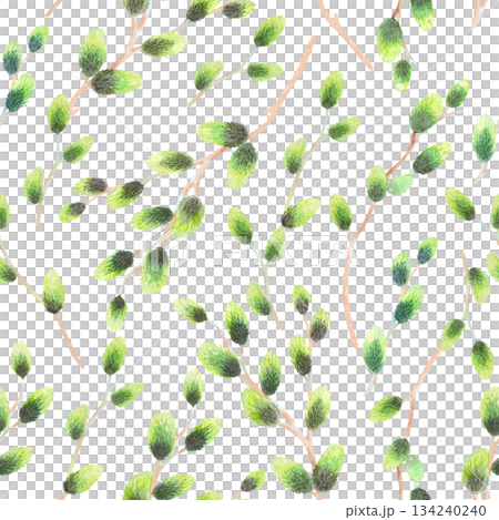 Seamless pattern of willows branches. Watercolor illustration. For fabric, wallpaper, packing paper, greeting cards, design, decoration and illustration. 134240240