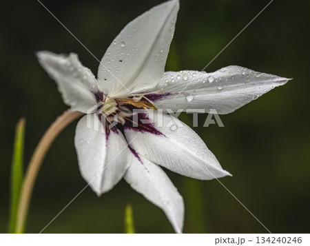 White Lily With Purple Center and Dew Drops in Soft Garden Backdrop White Lily With Purple Center and Dew Drops in Soft Garden Backdrop 134240246