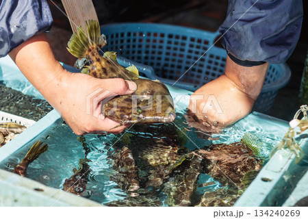 水産業の現場で魚を扱う作業風景 水産業の現場で魚を扱う作業風景 134240269