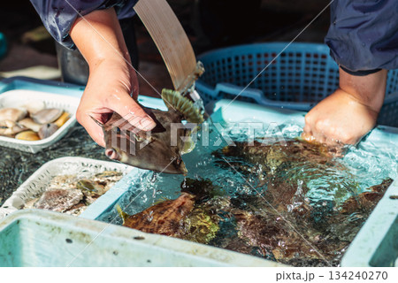 水槽で鮮魚を手に取る水産業の作業風景 水槽で鮮魚を手に取る水産業の作業風景 134240270