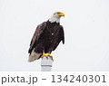 Bald Eagle Perched on Coastal Post in Washington State Bald Eagle Perched on Coastal Post in Washington State 134240301